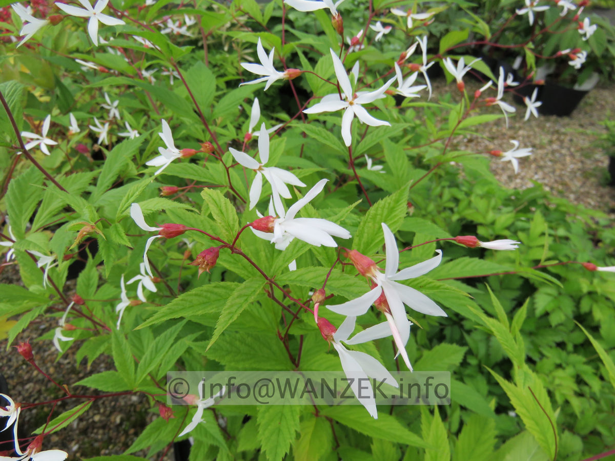 Gillenia trifoliata 03.JPG